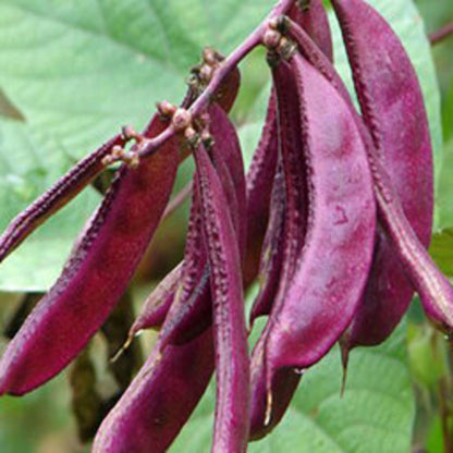 10Pcs Quickly Create A Lush Green Backdrop In Gardens Hyacinth Bean Seeds Fast Growing Vines