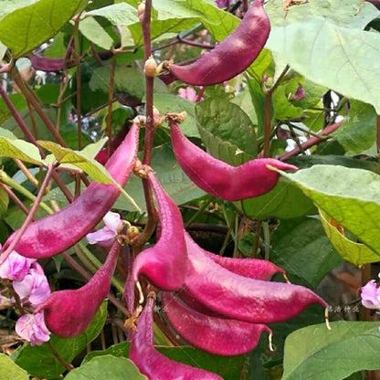 10Pcs Quickly Create A Lush Green Backdrop In Gardens Hyacinth Bean Seeds Fast Growing Vines