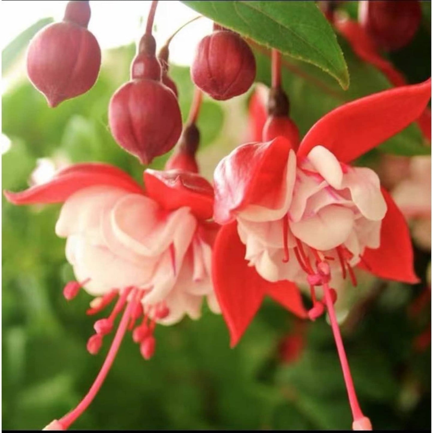 100Pcs Fuchsia Seeds Easy To Cultivate In Containers For Years Of Use Ideal For Long Term Patio Planter Displays