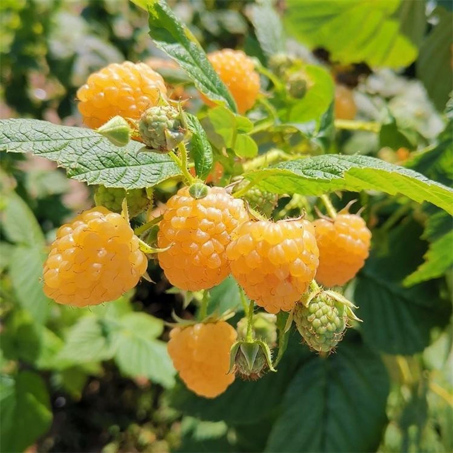 90Pcs Planting Seeds Raspberry Seeds Attractive Foliage Easy To Cultivate For Visual Looks