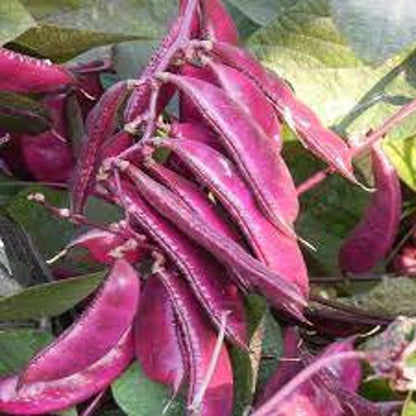 10Pcs Quickly Create A Lush Green Backdrop In Gardens Hyacinth Bean Seeds Fast Growing Vines