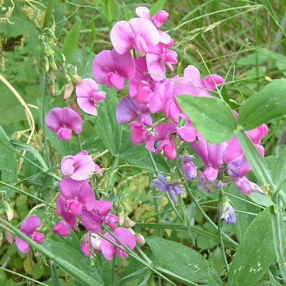36Pcs Sweet Pea Seeds Ideal For Germination Perfect For Beginners Seeking High Success