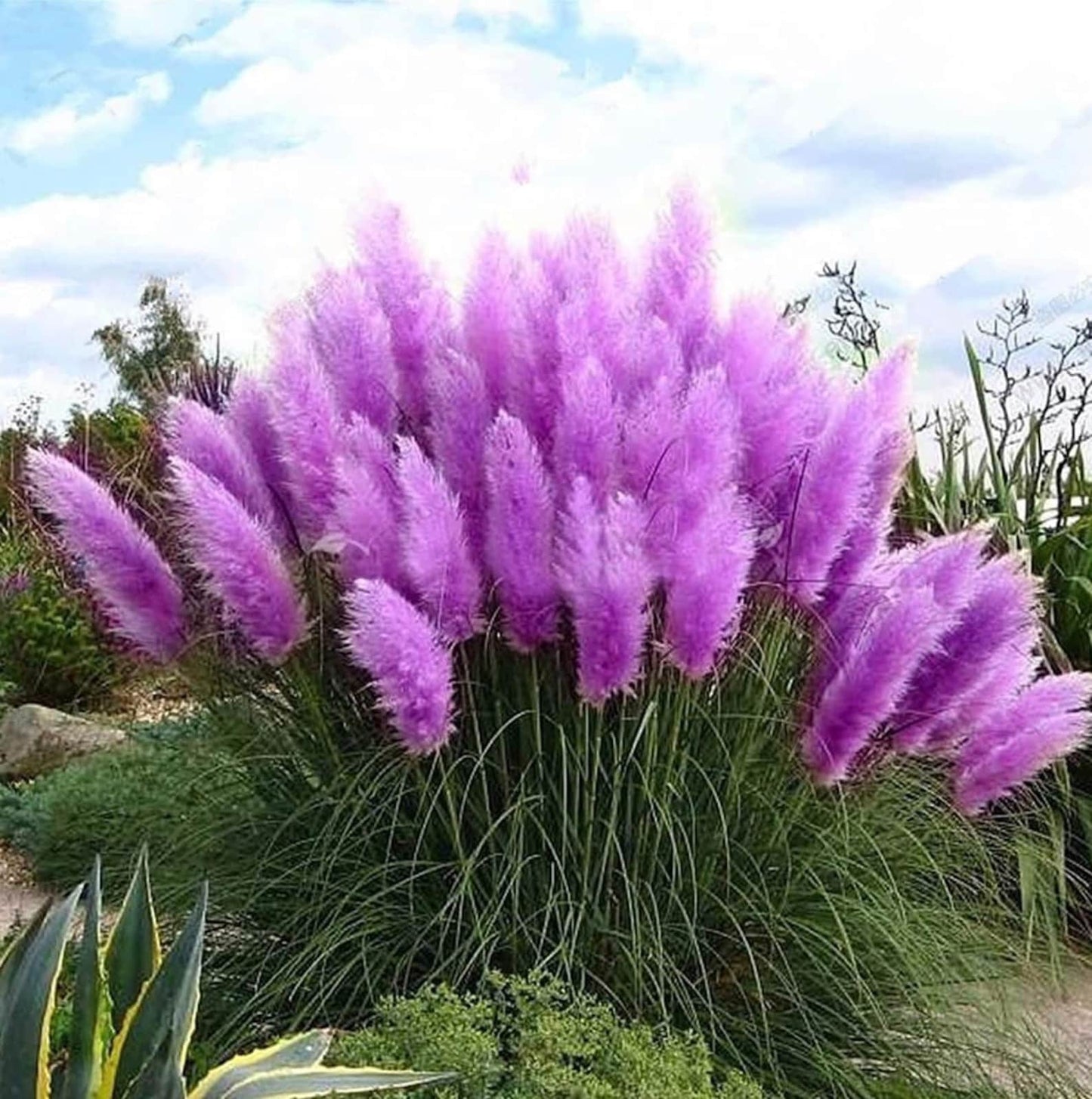 1000Pcs Purple Pampas grass seeds natural grass biofuel green environmental deer hunting border cover fence