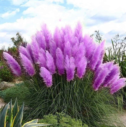 1000Pcs Purple Pampas grass seeds natural grass biofuel green environmental deer hunting border cover fence