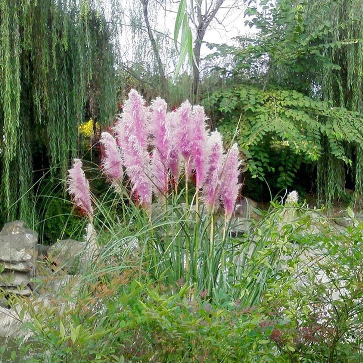 1000Pcs Purple Pampas grass seeds natural grass biofuel green environmental deer hunting border cover fence