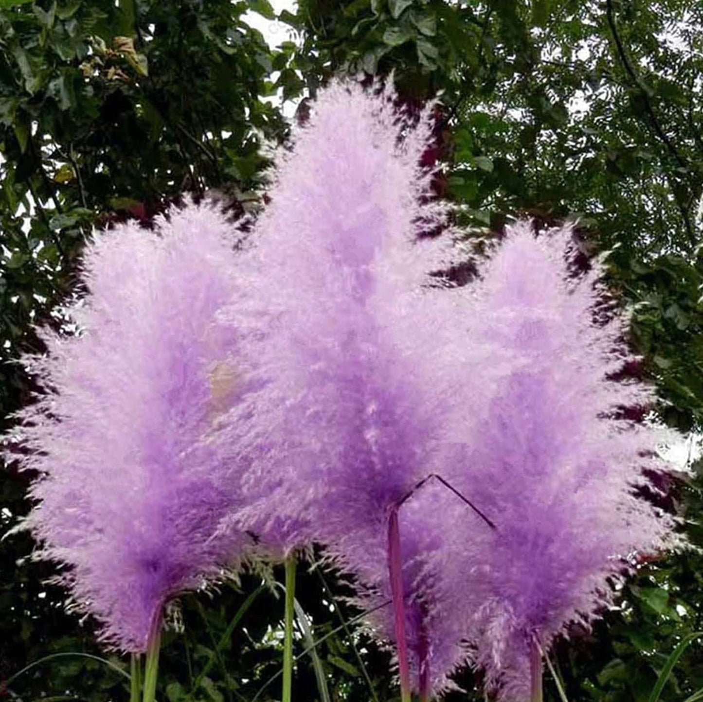 1000Pcs Purple Pampas grass seeds natural grass biofuel green environmental deer hunting border cover fence
