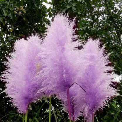 1000Pcs Purple Pampas grass seeds natural grass biofuel green environmental deer hunting border cover fence