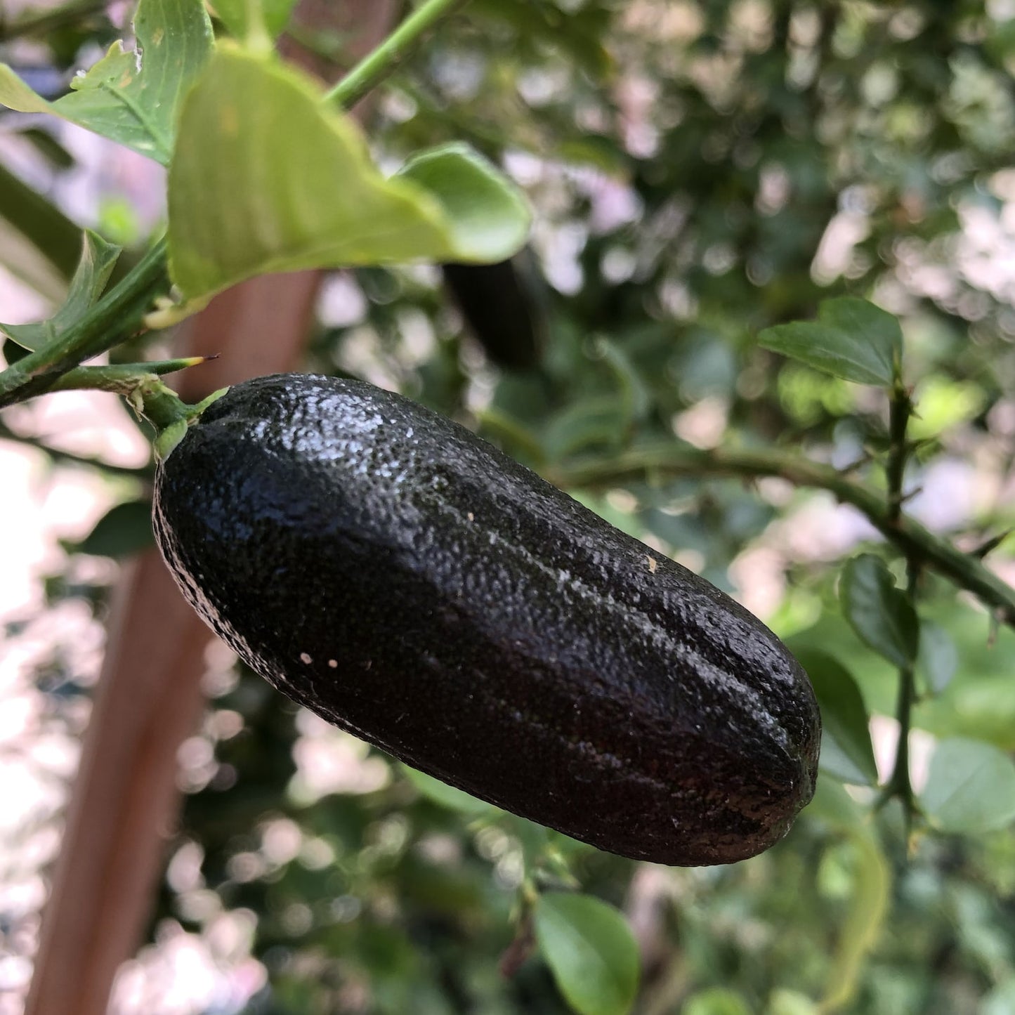 25Pcs Finger Lime Seeds Quick To Germinate Offer Reliable Sprouting For Home Growers