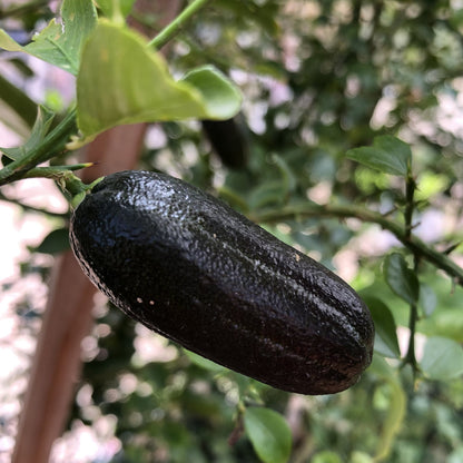 25Pcs Finger Lime Seeds Quick To Germinate Offer Reliable Sprouting For Home Growers