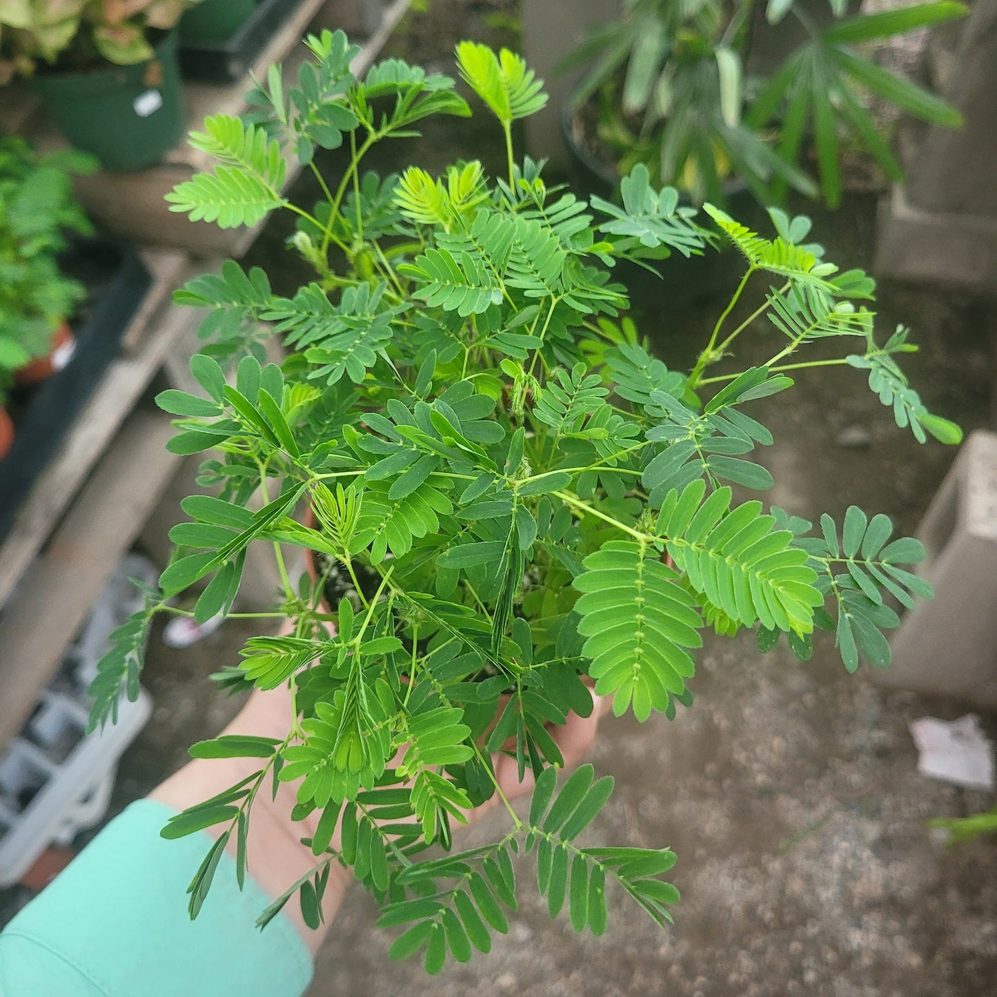 78Pcs Sensitive Plant Seeds Great for beginner cultivation with solid tolerance to indirect light and mild ambient temperature shifts