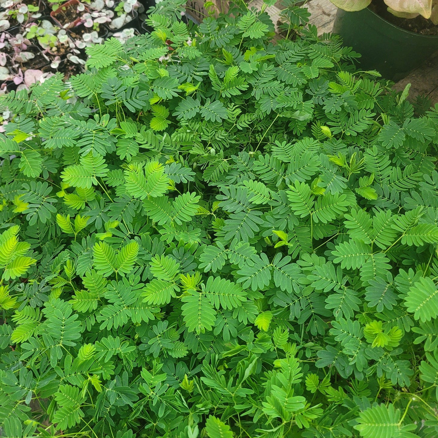 78Pcs Sensitive Plant Seeds Great for beginner cultivation with solid tolerance to indirect light and mild ambient temperature shifts