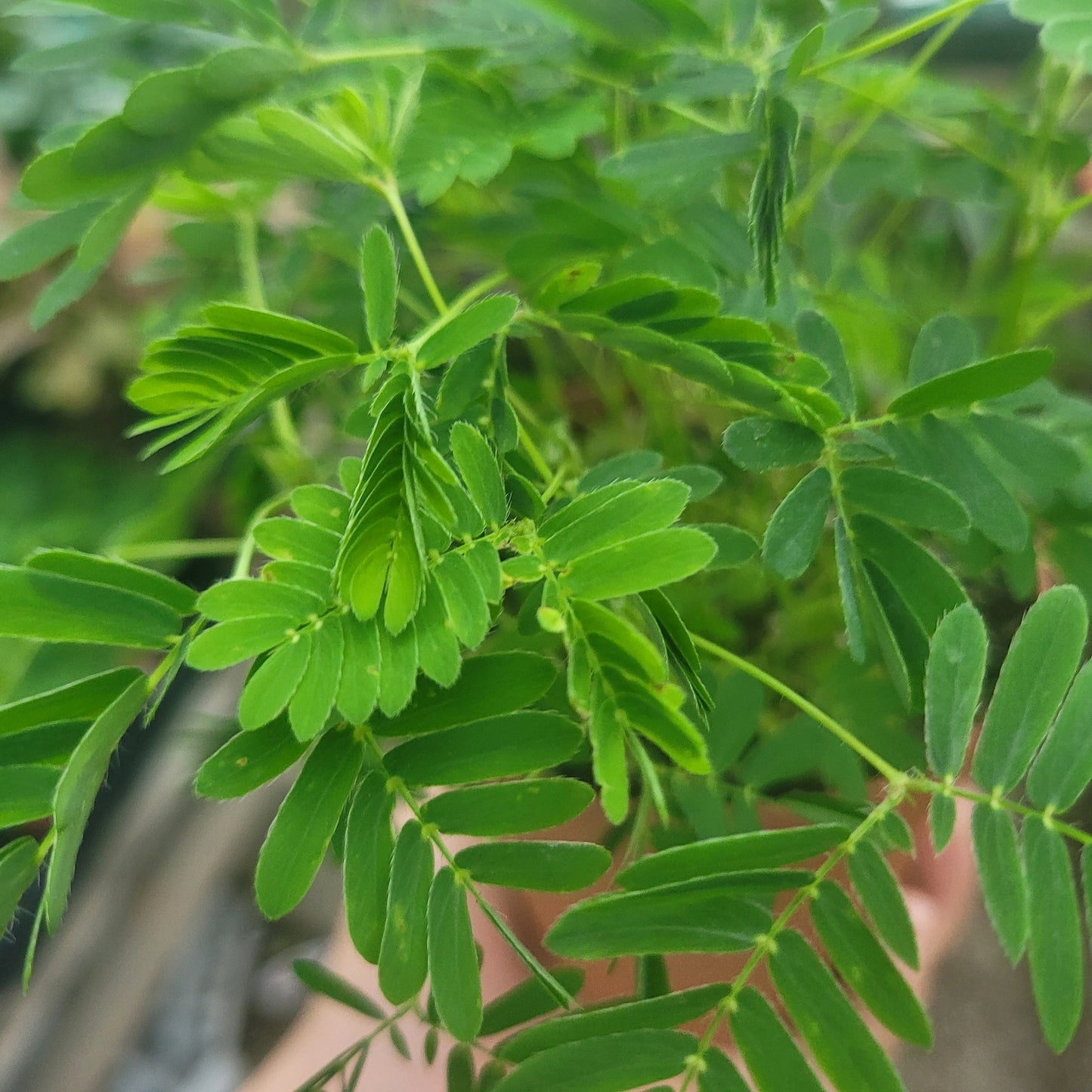 78Pcs Sensitive Plant Seeds Great for beginner cultivation with solid tolerance to indirect light and mild ambient temperature shifts