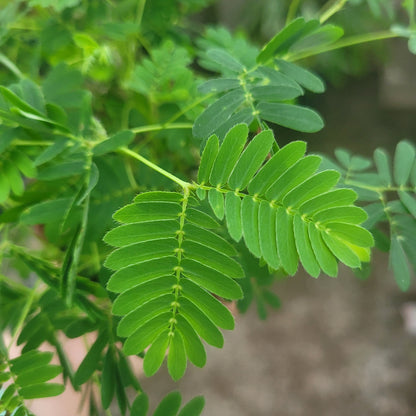 78Pcs Sensitive Plant Seeds Great for beginner cultivation with solid tolerance to indirect light and mild ambient temperature shifts