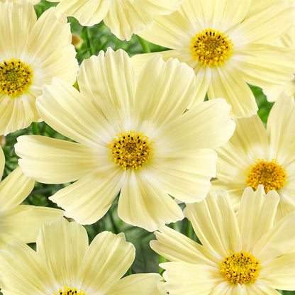 100Pcs Cosmos Seeds Easy To Grow Ideal For Softening The Look Of Structural Yard Elements Like Fences Posts And Walls