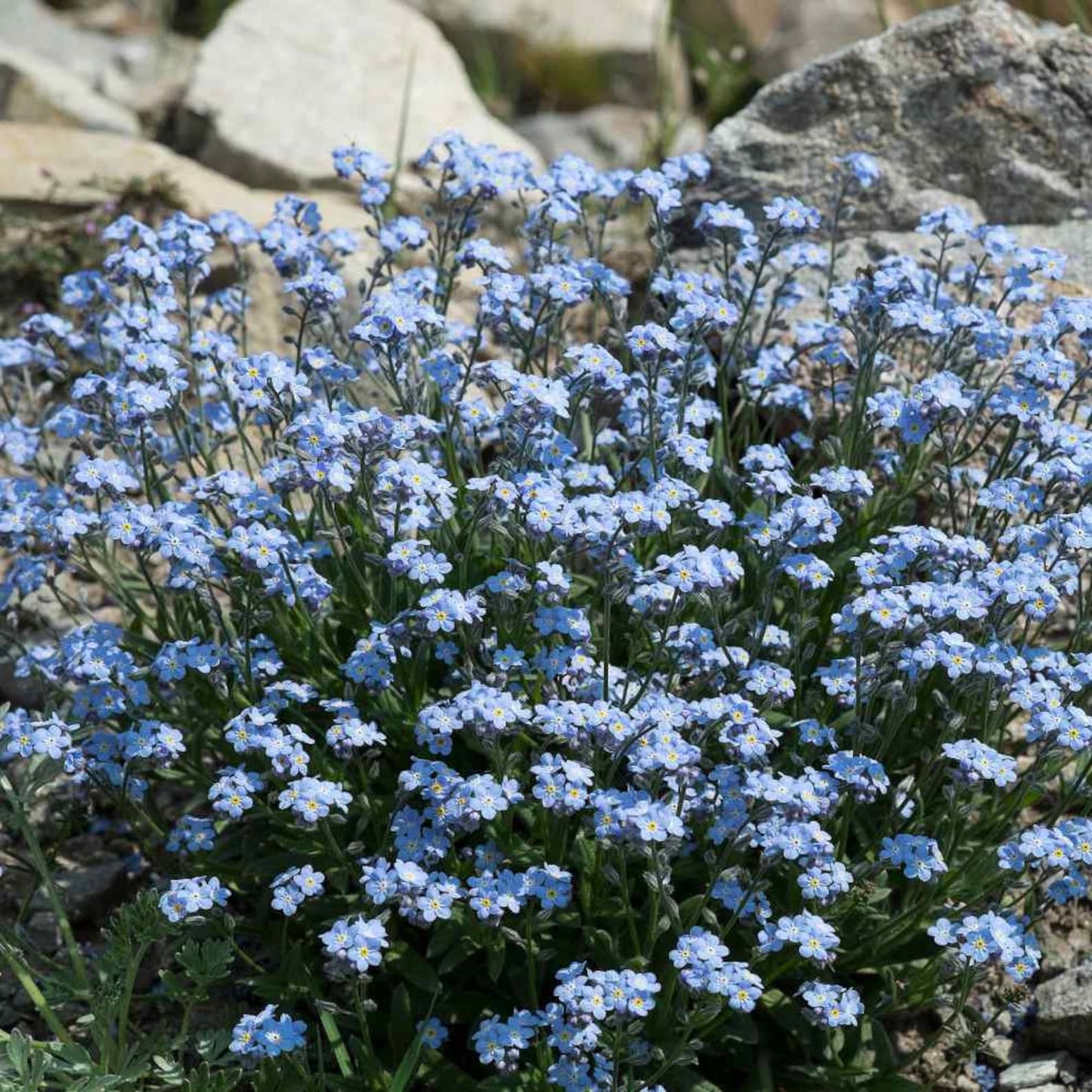 500pcs Suitable for beginner planting Forget Me Not Seeds flourish in loose well-drained soil common in home garden settings