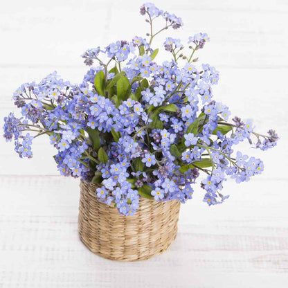 500pcs Suitable for beginner planting Forget Me Not Seeds flourish in loose well-drained soil common in home garden settings