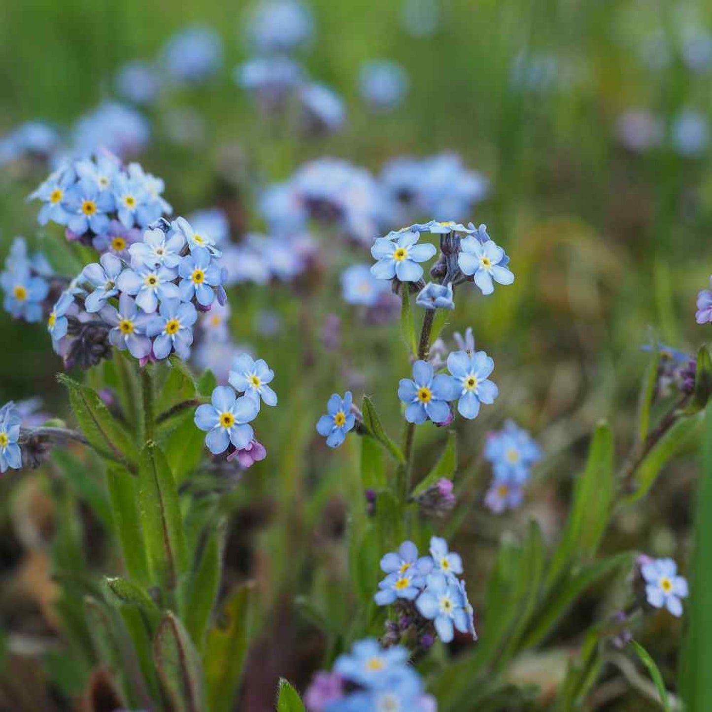 500pcs Suitable for beginner planting Forget Me Not Seeds flourish in loose well-drained soil common in home garden settings