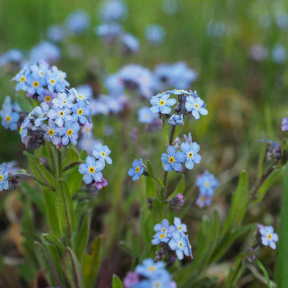 500pcs Suitable for beginner planting Forget Me Not Seeds flourish in loose well-drained soil common in home garden settings