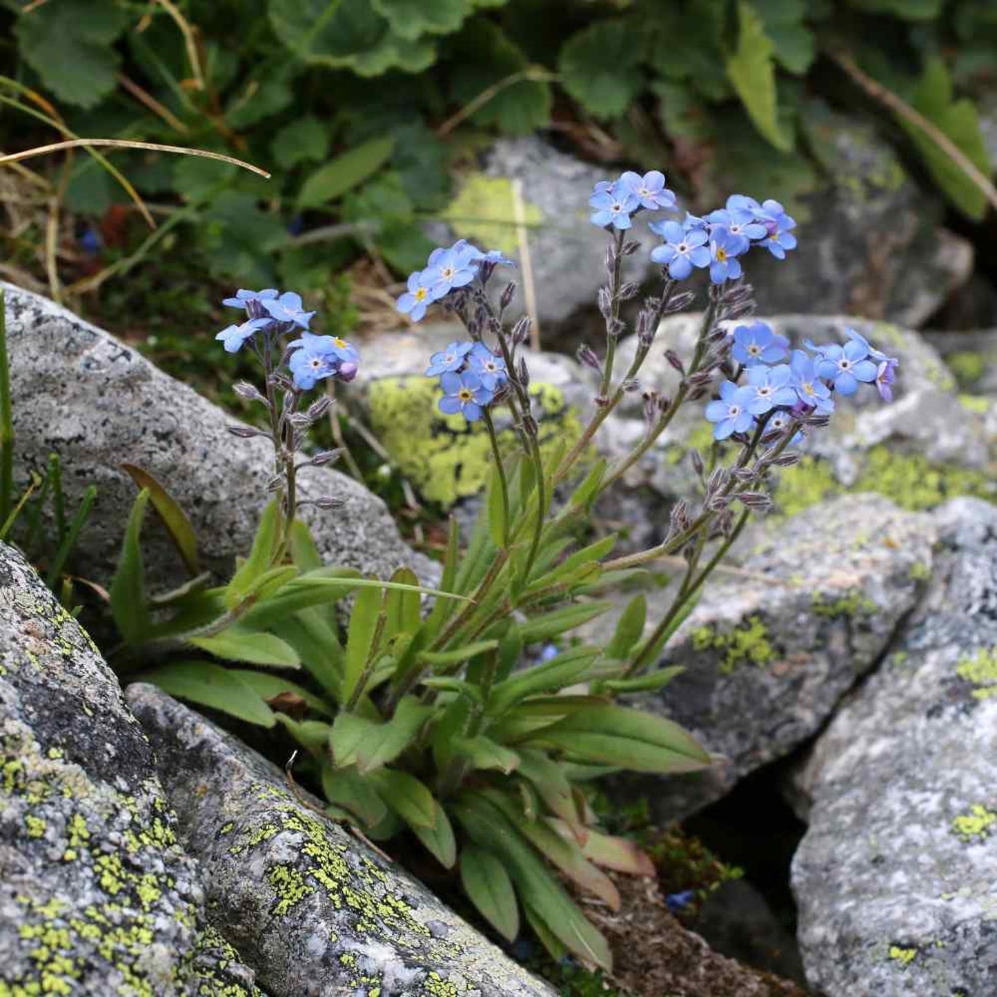 500pcs Suitable for beginner planting Forget Me Not Seeds flourish in loose well-drained soil common in home garden settings