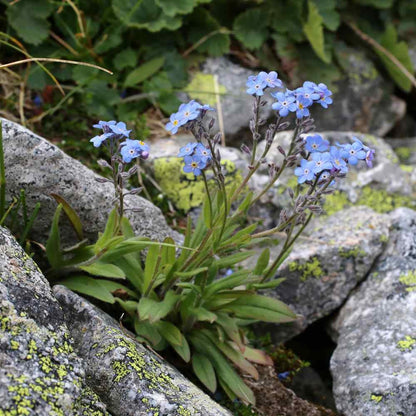 500pcs Suitable for beginner planting Forget Me Not Seeds flourish in loose well-drained soil common in home garden settings