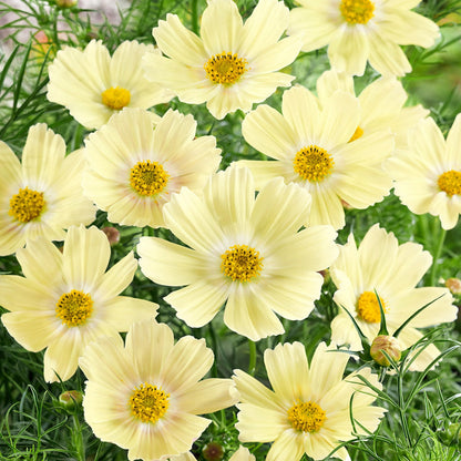 100Pcs Cosmos Seeds Easy To Grow Ideal For Softening The Look Of Structural Yard Elements Like Fences Posts And Walls