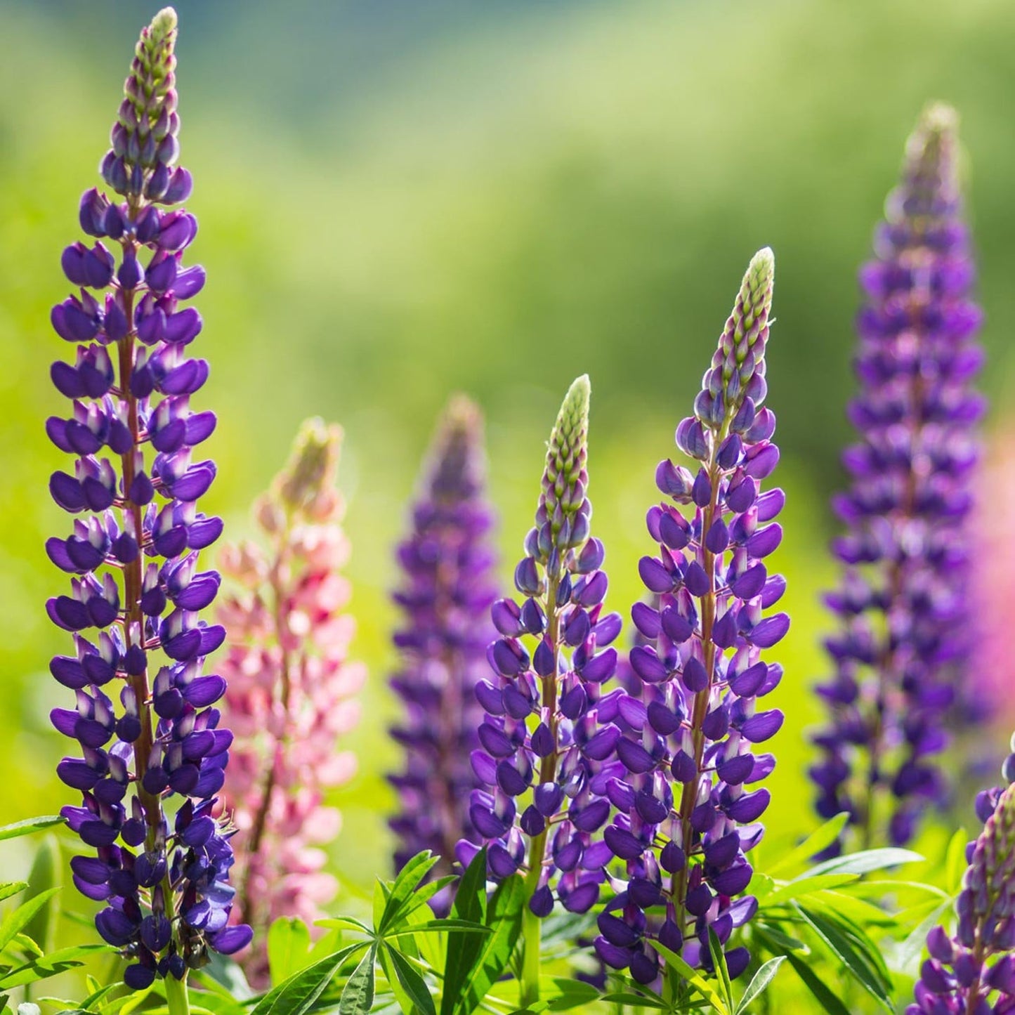 80Pcs Lupine Seeds Quick To Establish Ideal For Garden Projects Focused On Vertical Design