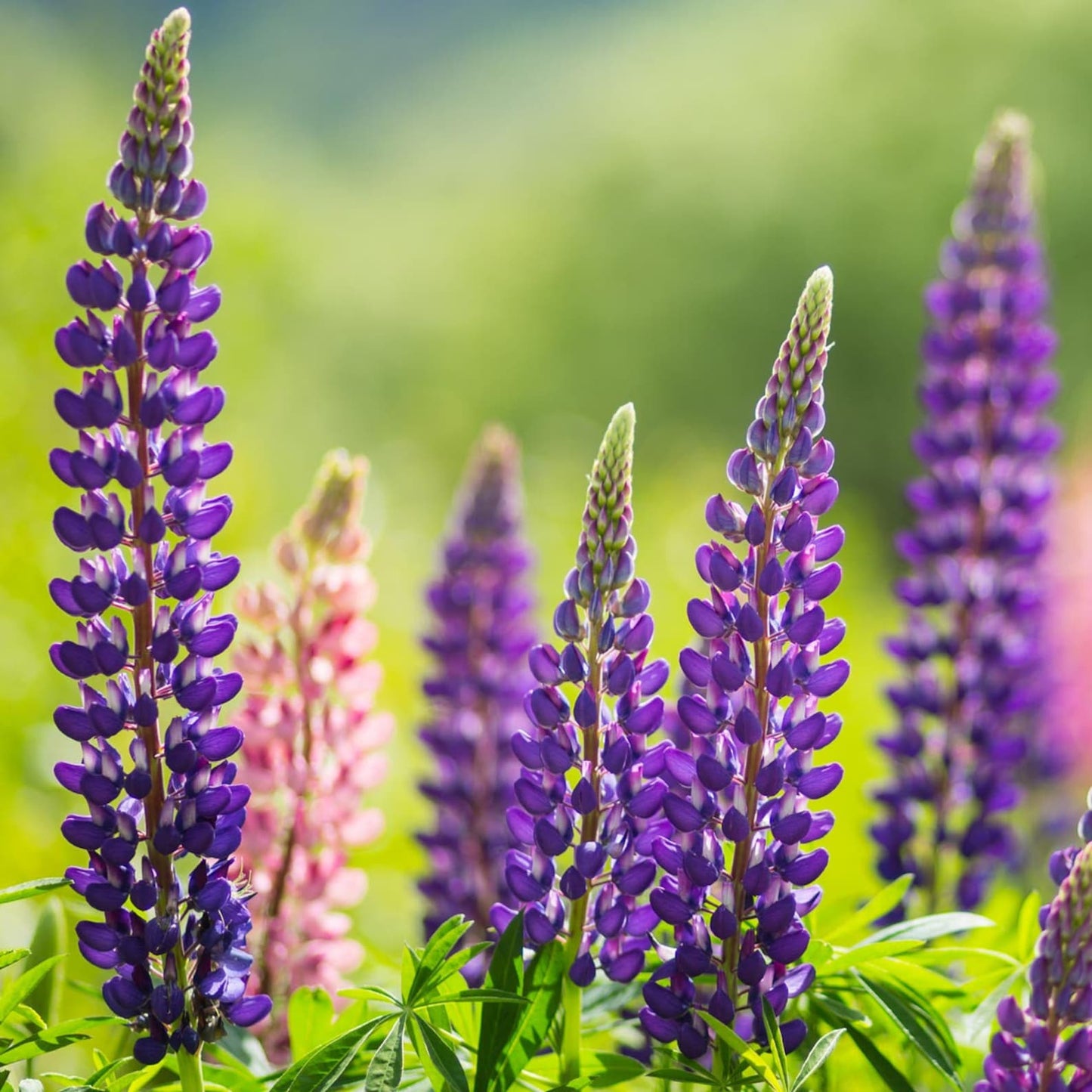 80Pcs Lupine Seeds Quick To Establish Ideal For Garden Projects Focused On Vertical Design
