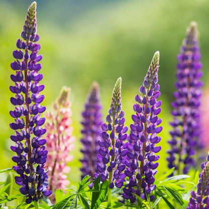 80Pcs Lupine Seeds Quick To Establish Ideal For Garden Projects Focused On Vertical Design