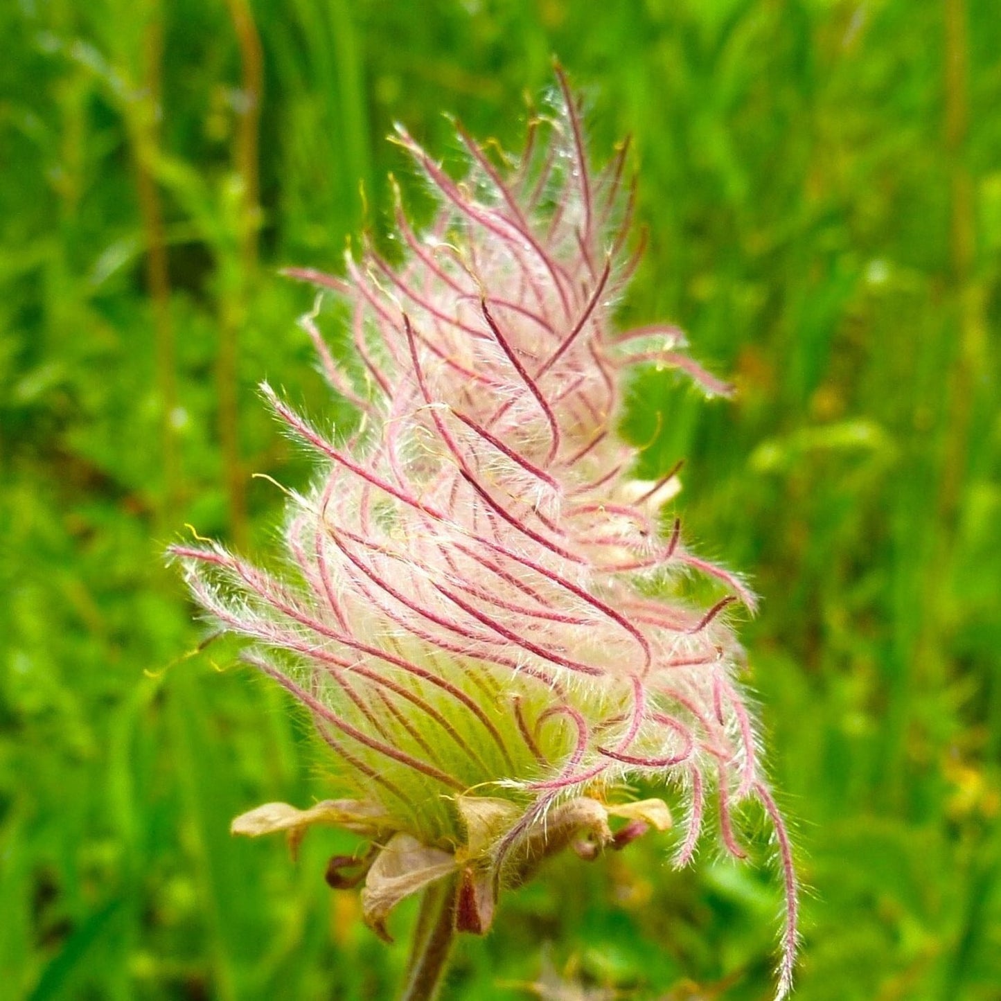 96Pcs Prairie Smoke Seeds Fit for home planting hold extended seasonal ornamental cycles for lasting landscape layout value