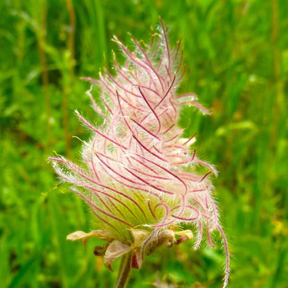 96Pcs Prairie Smoke Seeds Fit for home planting hold extended seasonal ornamental cycles for lasting landscape layout value