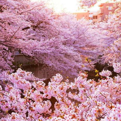 28Pcs Cherry Blossom Seeds Easy To Grow Great For Adding Life To Dull Garden Corners