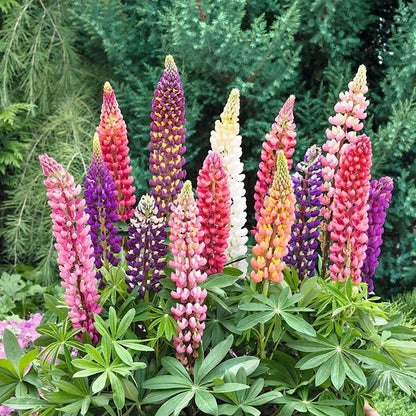 89Pcs Lupine Seeds Robust Growing Adapts Well To Various Home Garden Soil Conditions