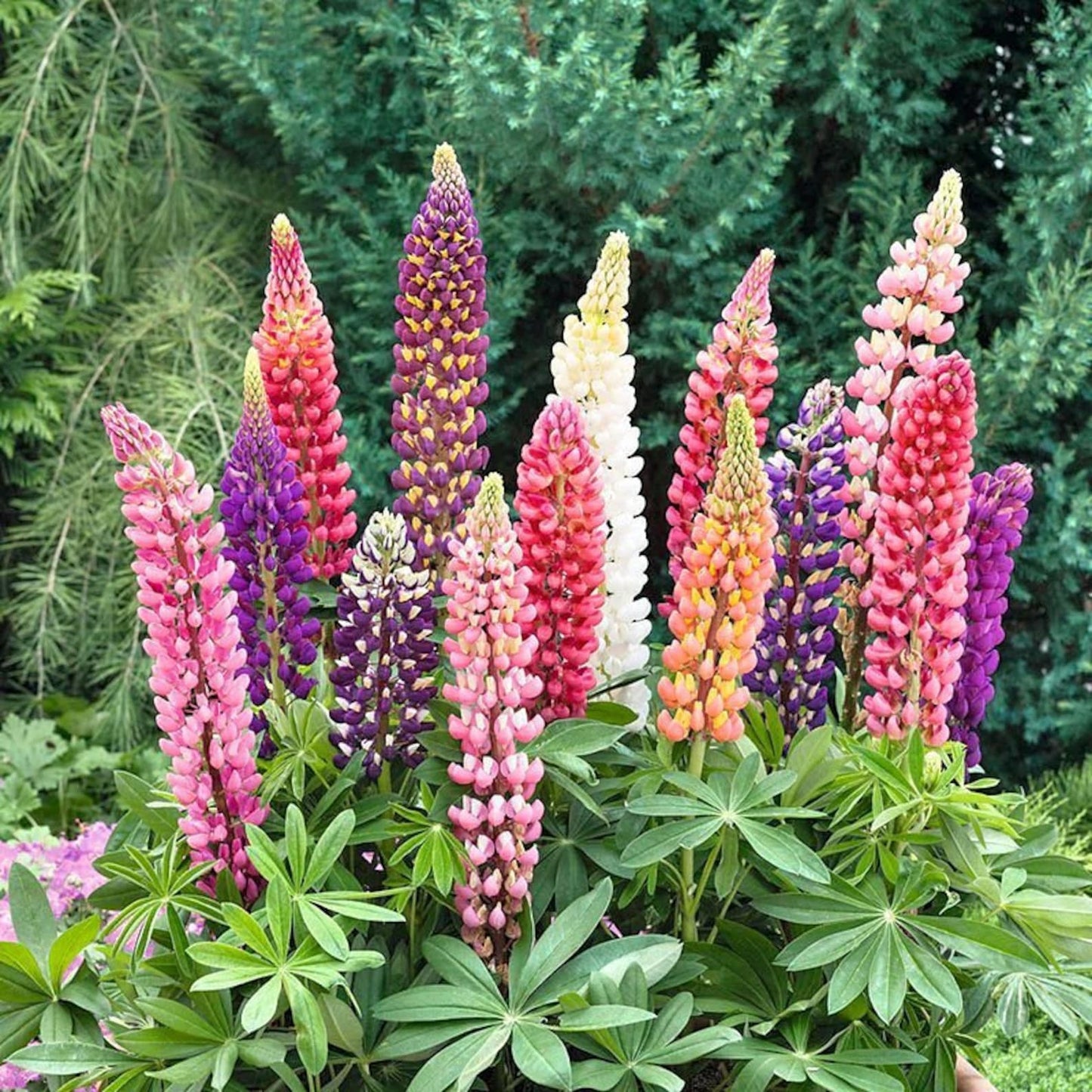 89Pcs Lupine Seeds Robust Growing Adapts Well To Various Home Garden Soil Conditions