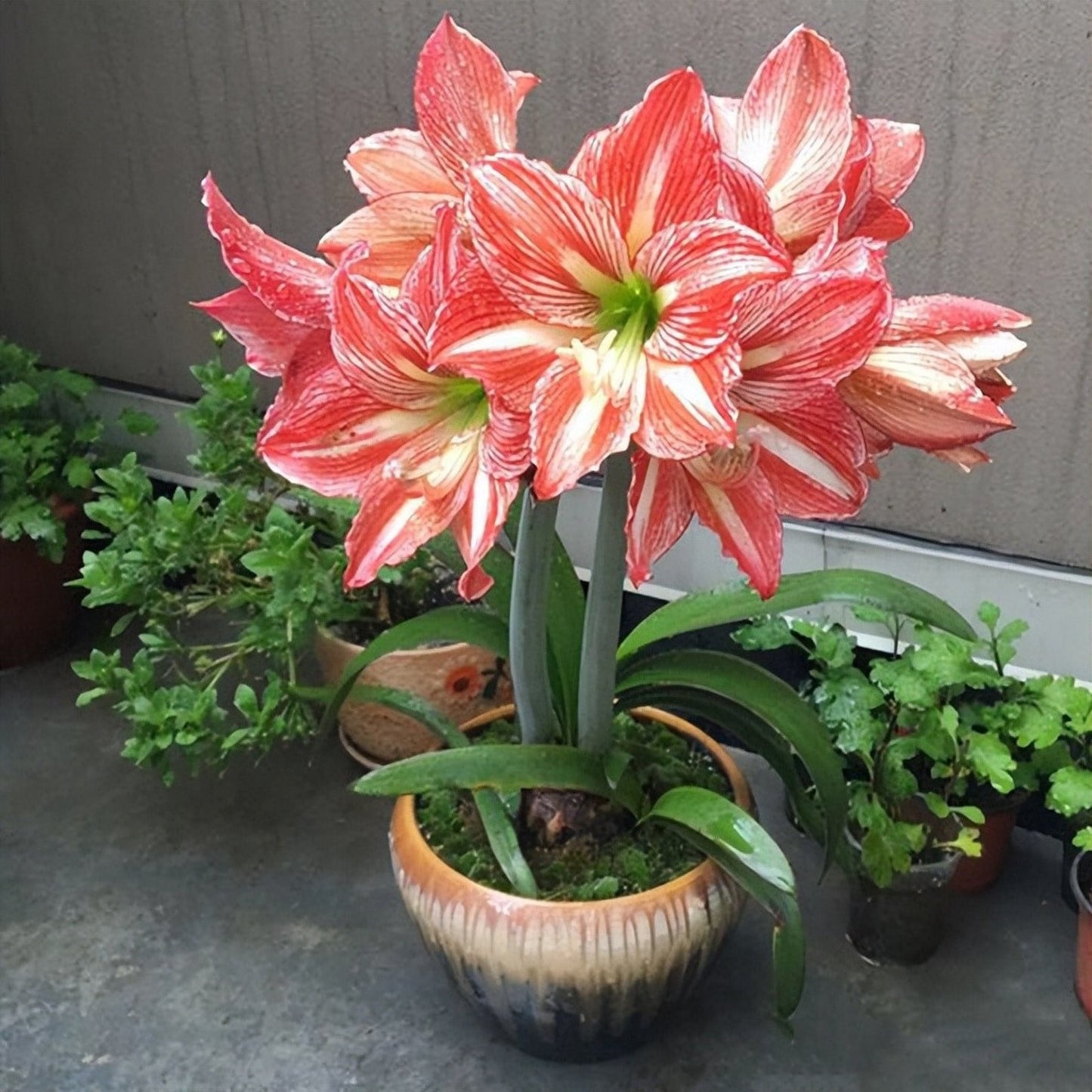 88pcs Pink Amaryllis Seeds, Flower Seeds for Planting Indoor Outdoor decor