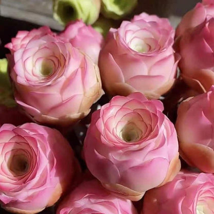 999pcs Pink Mountain Succulent Seeds,  easy to planting
