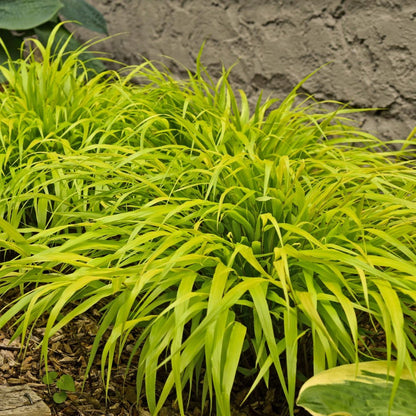100Pcs High Germination Clumping Grass with Fountain Grass Seeds for Garden Fence Decoration