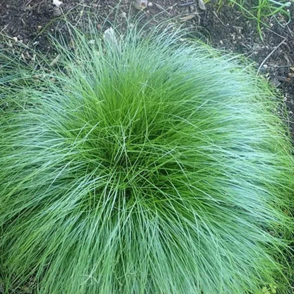 100Pcs Premium Rough Fountain Dropseed Grass Seed ative Ornamental Perennial Grass for Prairie Restoration & Erosion Control