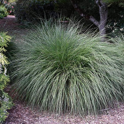 100Pcs Premium Rough Fountain Dropseed Grass Seed ative Ornamental Perennial Grass for Prairie Restoration & Erosion Control