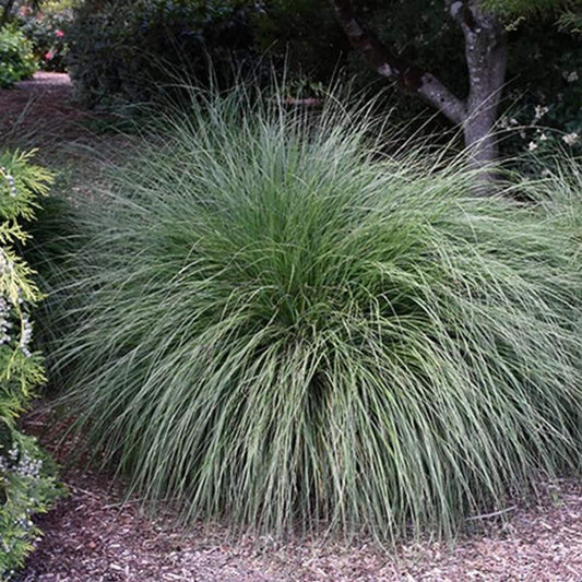 100Pcs Premium Rough Fountain Dropseed Grass Seed ative Ornamental Perennial Grass for Prairie Restoration & Erosion Control