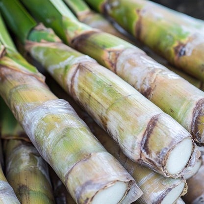 49Pcs Sugar Cane Seeds Easy To Cultivate And Perfect For Hobbyists Looking For Fun Rewarding Tropical Plants