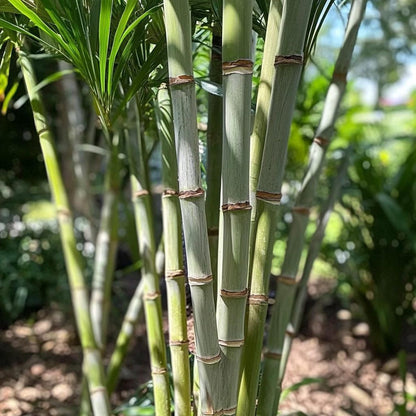 49Pcs Sugar Cane Seeds Easy To Cultivate And Perfect For Hobbyists Looking For Fun Rewarding Tropical Plants