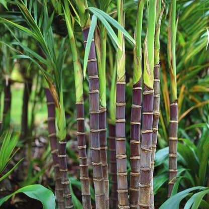 49Pcs Sugar Cane Seeds Easy To Cultivate And Perfect For Hobbyists Looking For Fun Rewarding Tropical Plants
