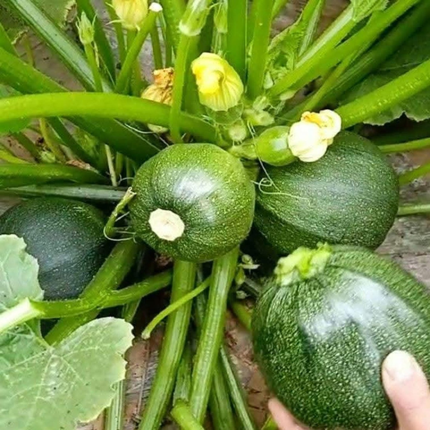 50 Heirloom Round Zucchini Seeds, Heat-Tolerant and Disease-Resistant, Fast Growing and High Yield, Easy to Grow