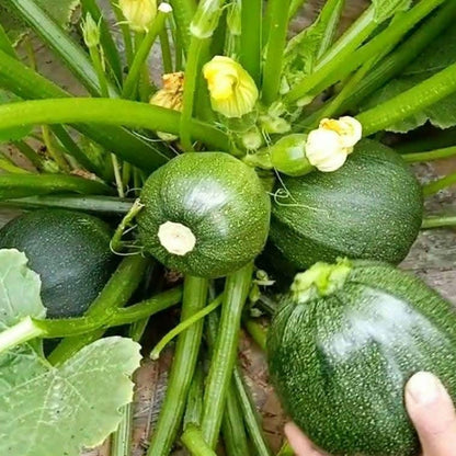 50 Heirloom Round Zucchini Seeds, Heat-Tolerant and Disease-Resistant, Fast Growing and High Yield, Easy to Grow