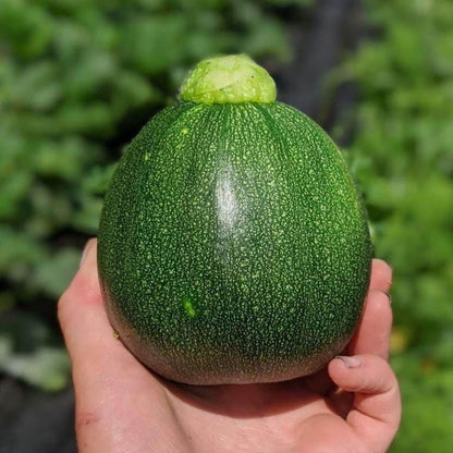 50 Heirloom Round Zucchini Seeds, Heat-Tolerant and Disease-Resistant, Fast Growing and High Yield, Easy to Grow