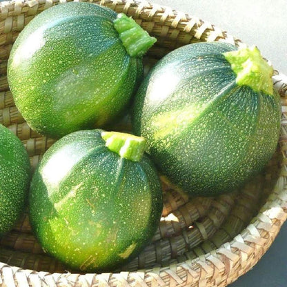 50 Heirloom Round Zucchini Seeds, Heat-Tolerant and Disease-Resistant, Fast Growing and High Yield, Easy to Grow