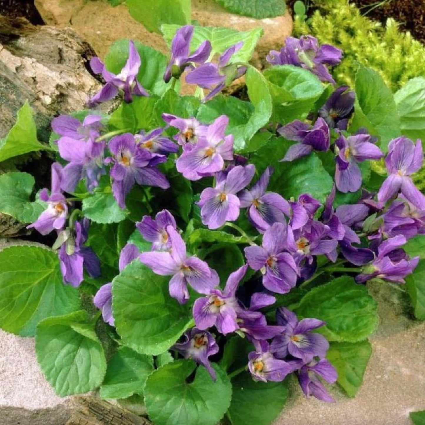 500pcs Common Blue Violet Seeds for Planting Non GMO Perennial Garden Seed Pack