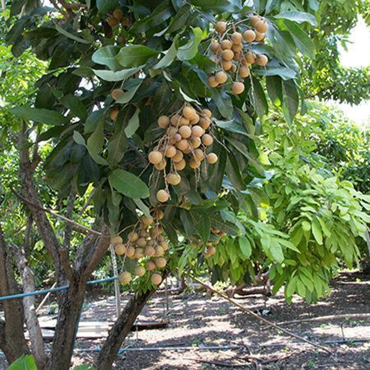 9Pcs Longan Seeds Perfect for beginner sowing adapt well to open ground placement and spacious garden plot cultivation