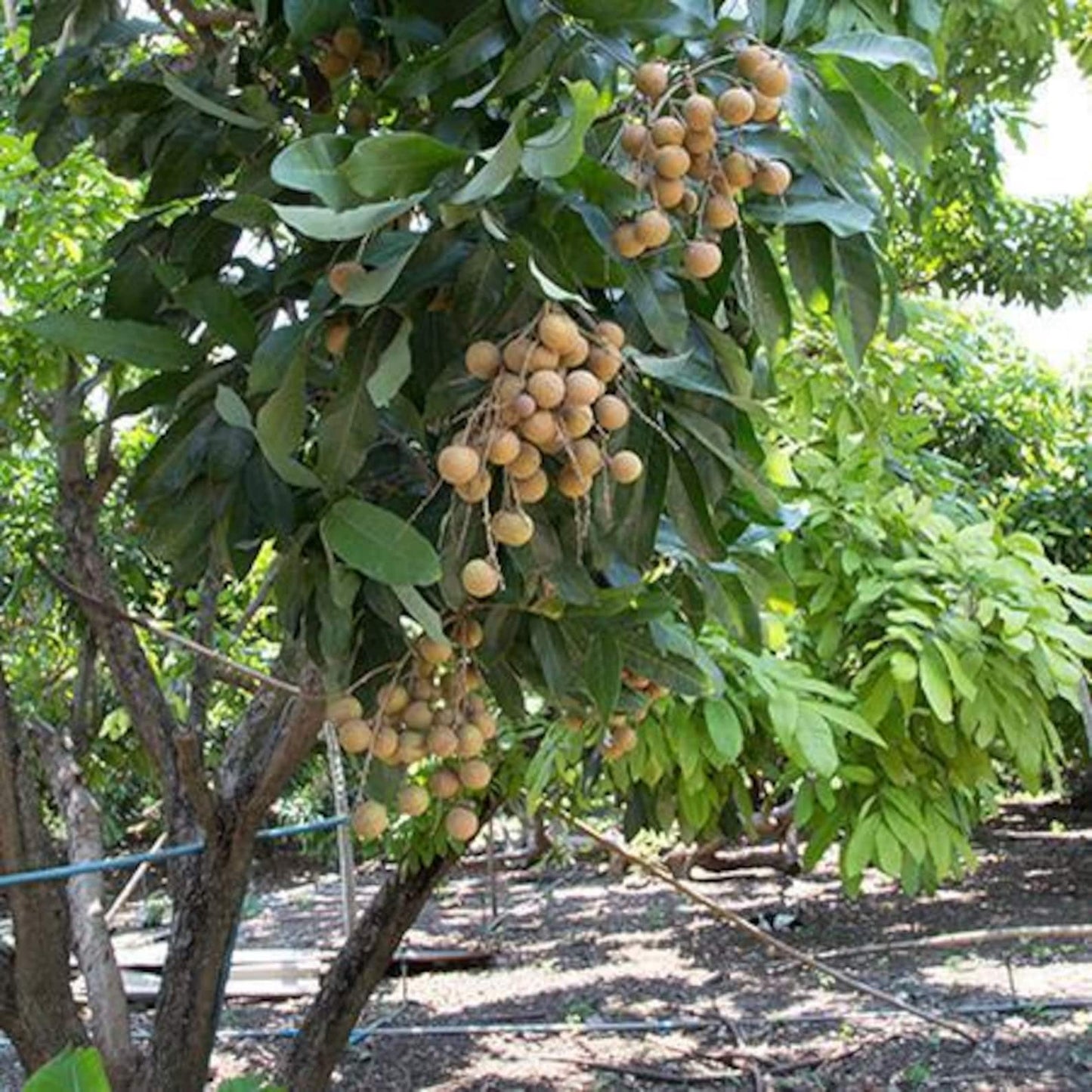 9Pcs Longan Seeds Perfect for beginner sowing adapt well to open ground placement and spacious garden plot cultivation