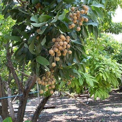 9Pcs Longan Seeds Perfect for beginner sowing adapt well to open ground placement and spacious garden plot cultivation
